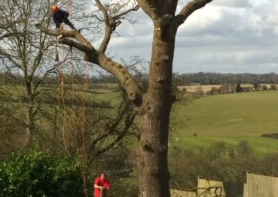 Tree surgery services from WG Landscapes